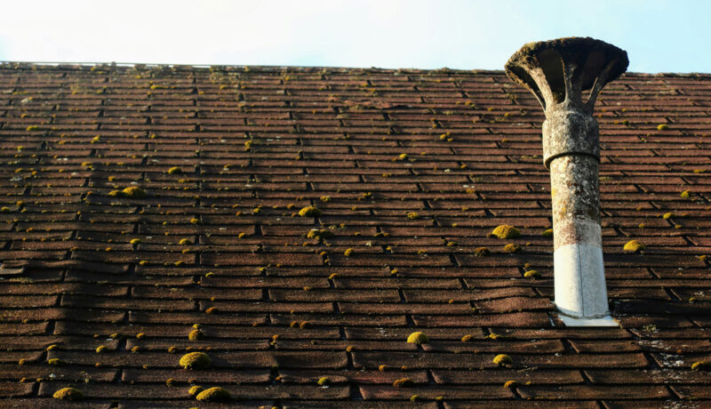 Moss on a roof with shingles