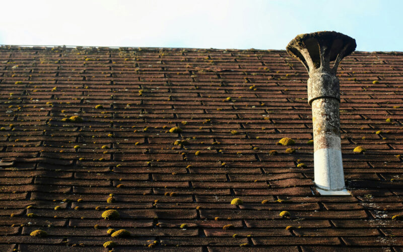 Moss on a roof with shingles