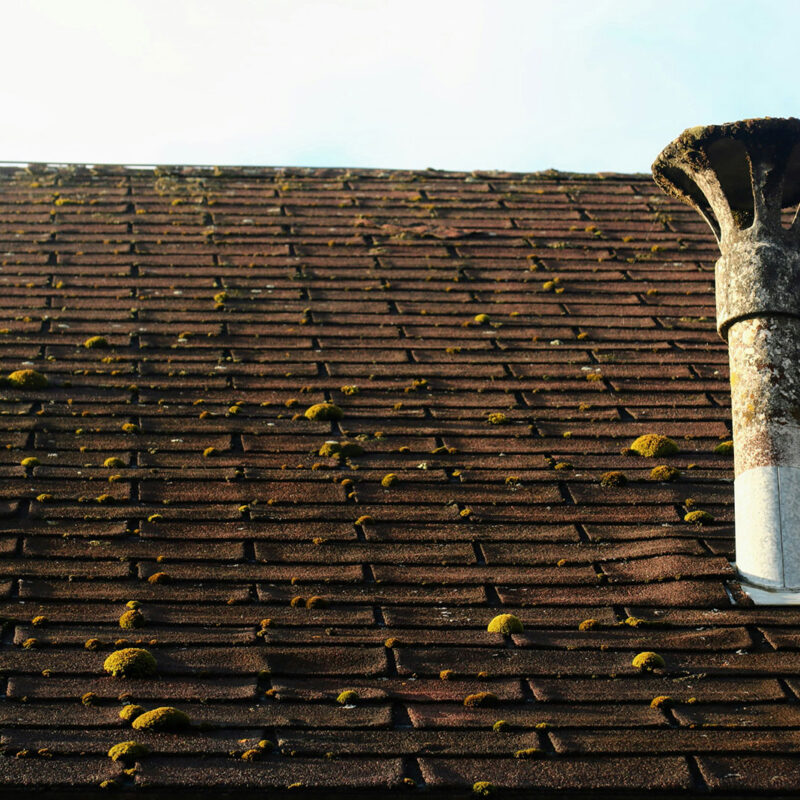 Moss on a roof with shingles