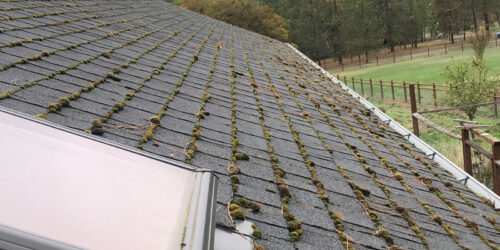 A roof in Southern Oregon with a lot of moss on it