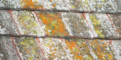 A close up of lichen growing on a roof