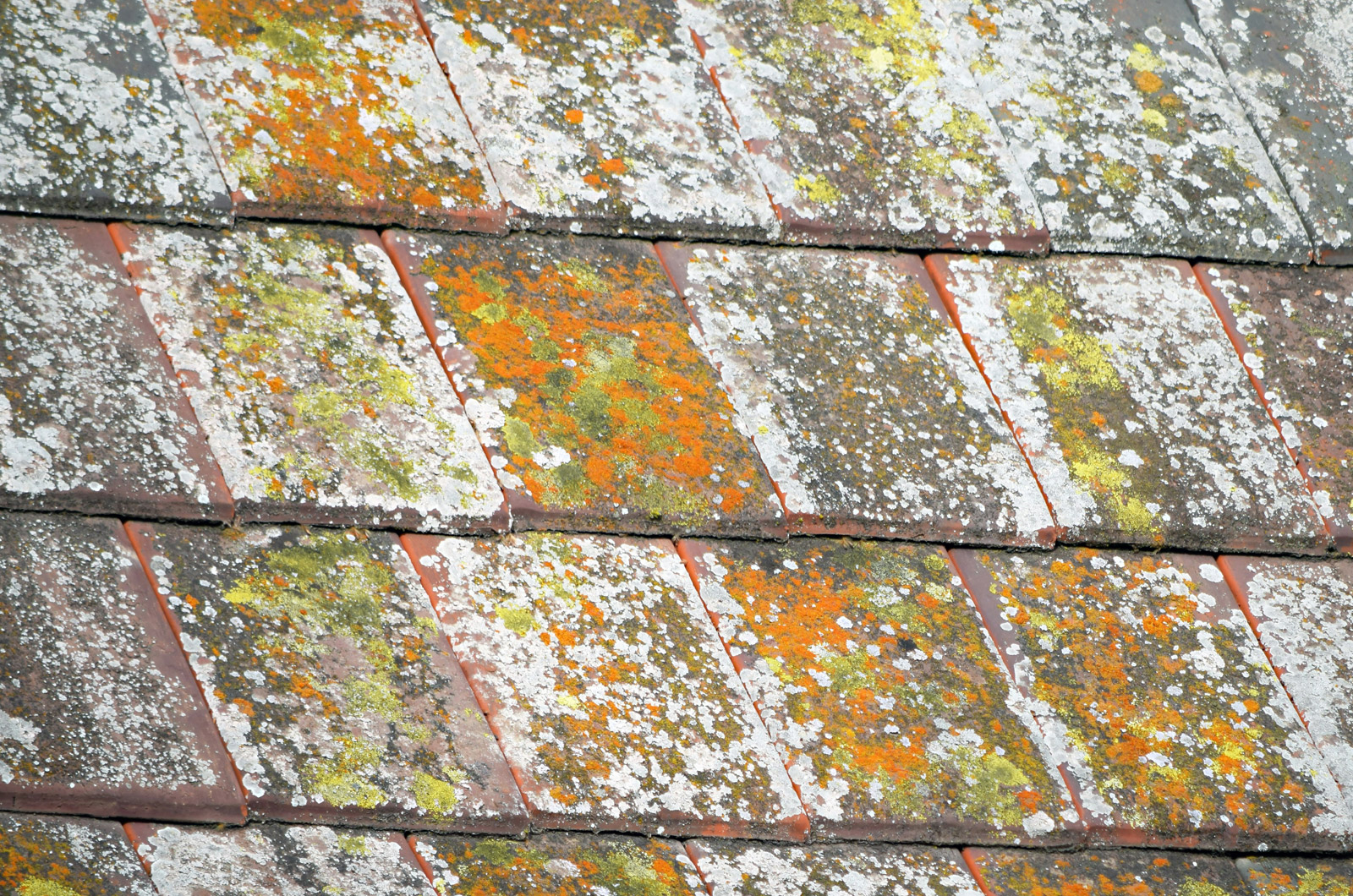 A close up of lichen growing on a roof