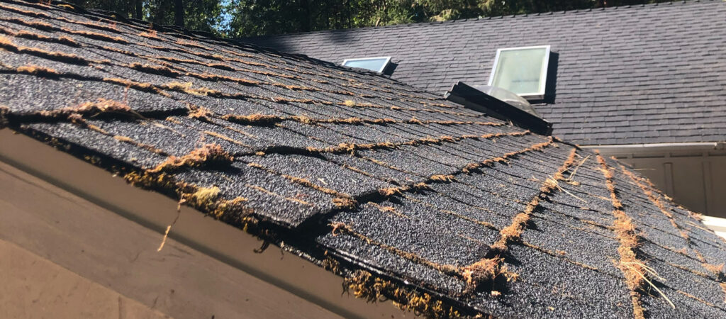 Moss growing between shingles on a roof, causing leaks