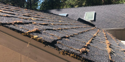 Moss growing between shingles on a roof, causing leaks