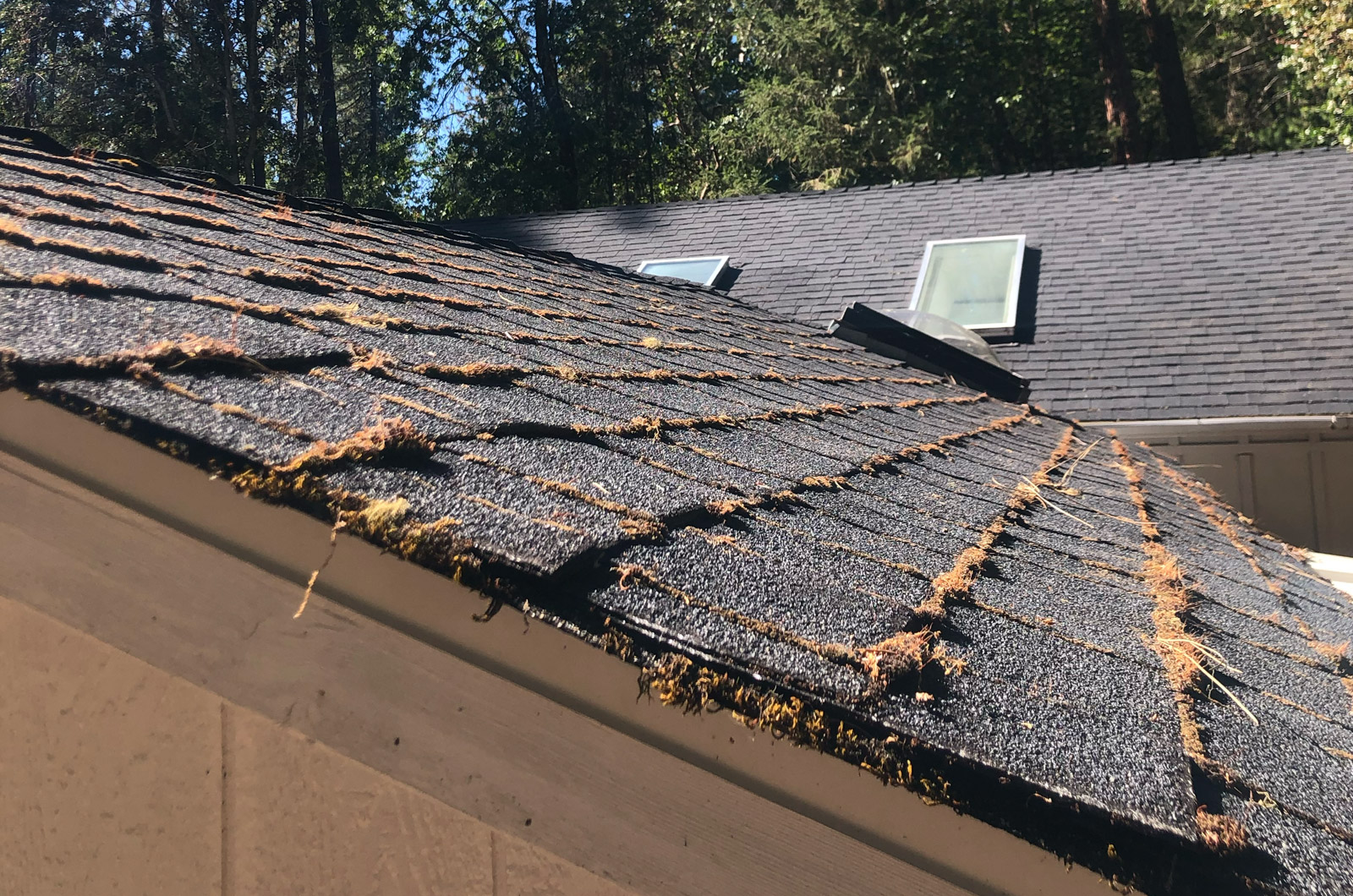 Moss growing between shingles on a roof, causing leaks