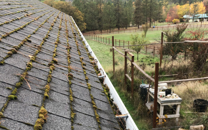 Moss growing in a gutter