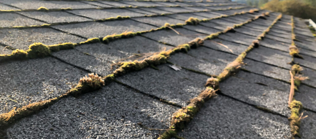 Moss growing on a southern Oregon roof with shingles