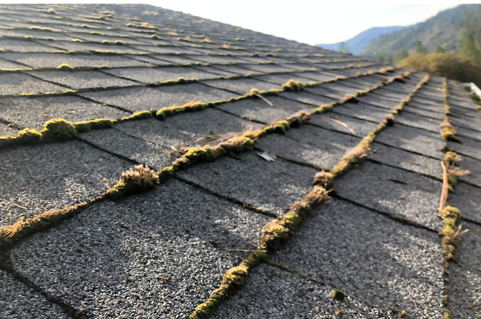 Moss growing on a southern Oregon roof with shingles