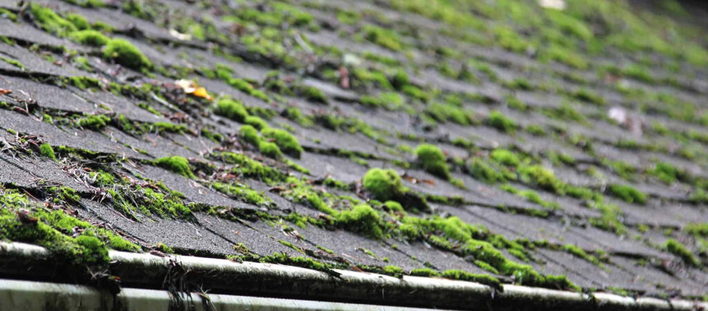 A roof that has been neglected and is growing moss