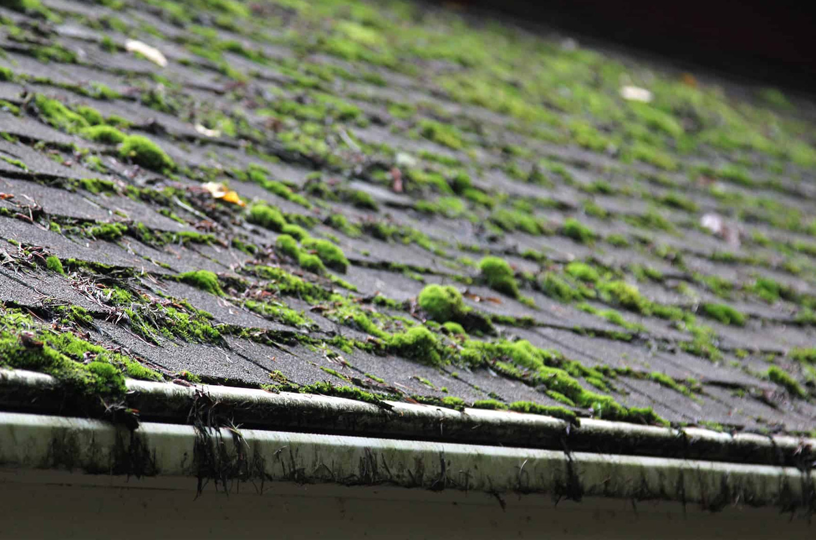 A roof that has been neglected and is growing moss