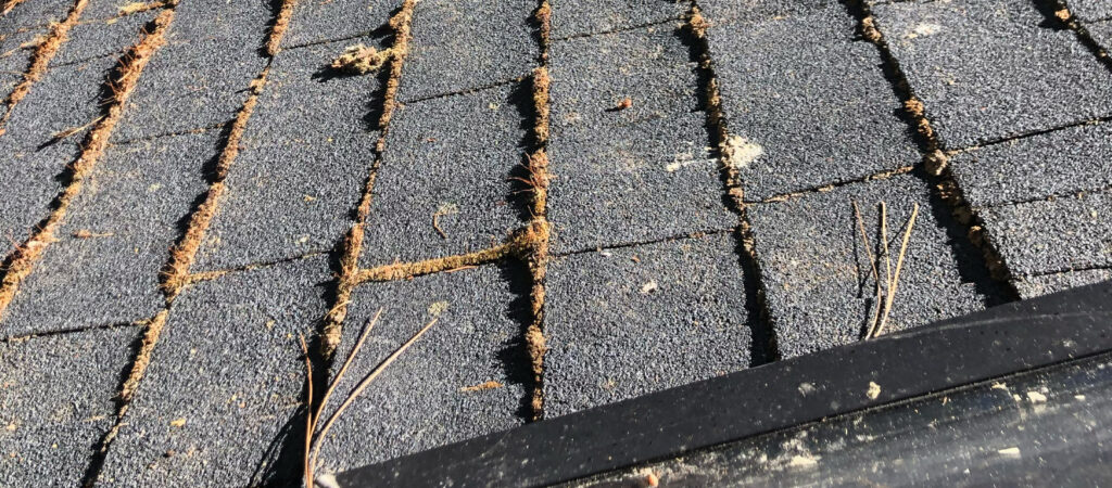 Moss growing on a roof risking the integrity of the shingles