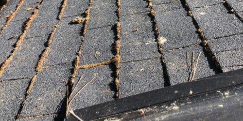 Moss growing on a roof risking the integrity of the shingles
