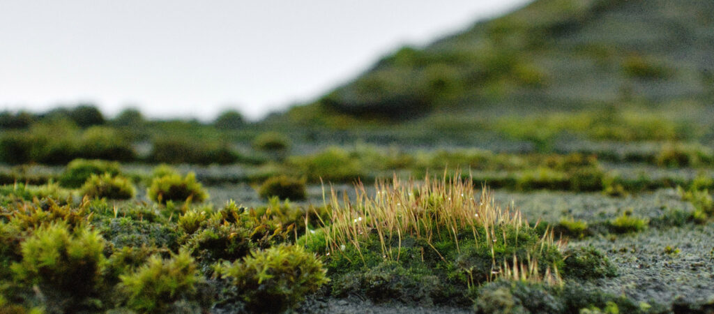A close up of moss growing on a roof in southern oregon