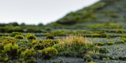 A close up of moss growing on a roof in southern oregon