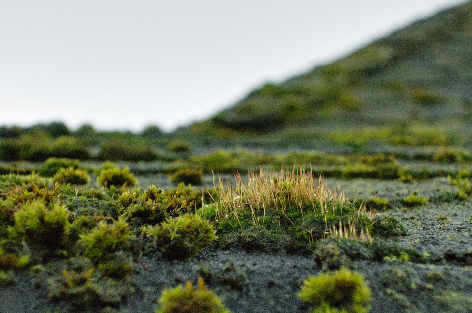 A close up of moss growing on a roof in southern oregon