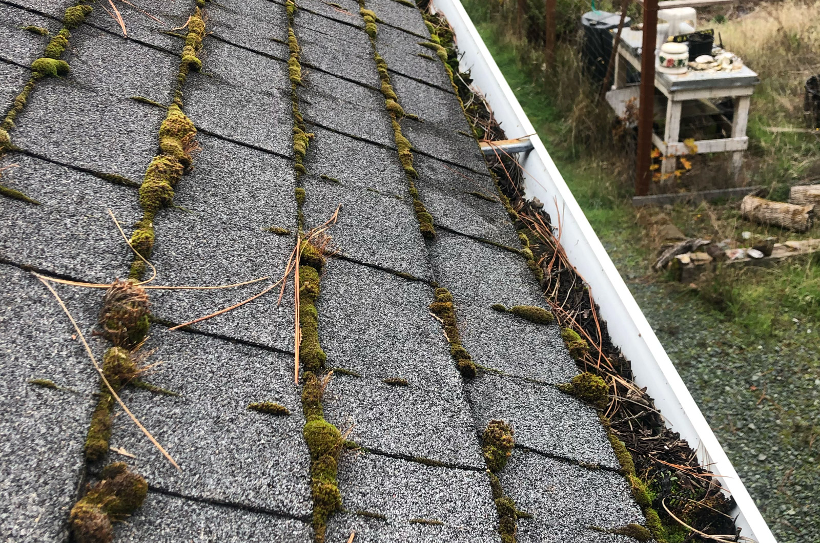 Moss overgrowth causing damage to roof and gutter