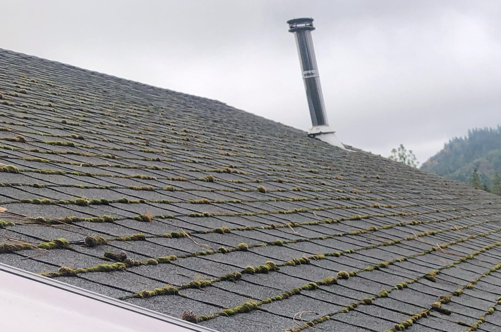 Moss growing on a roof in southern Oregon