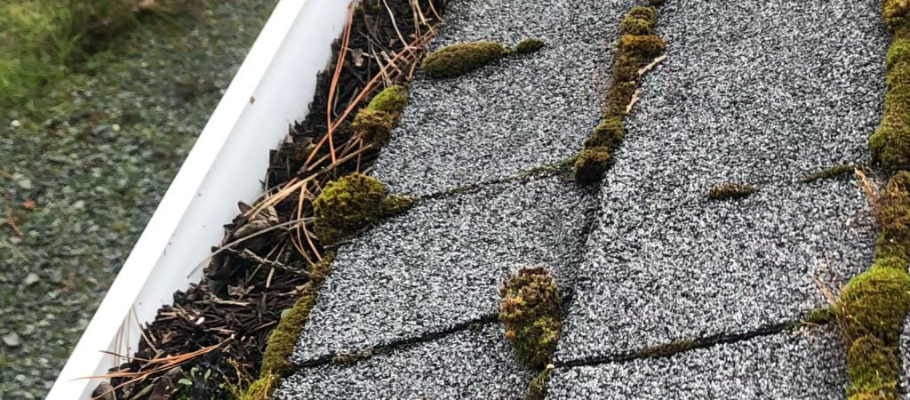 A clogged gutter and shingle roof with moss growth
