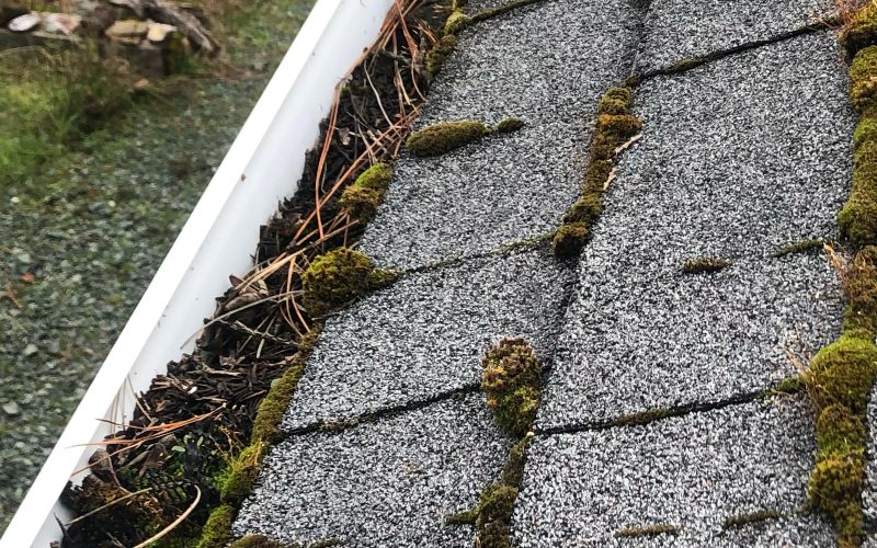 A clogged gutter and shingle roof with moss growth