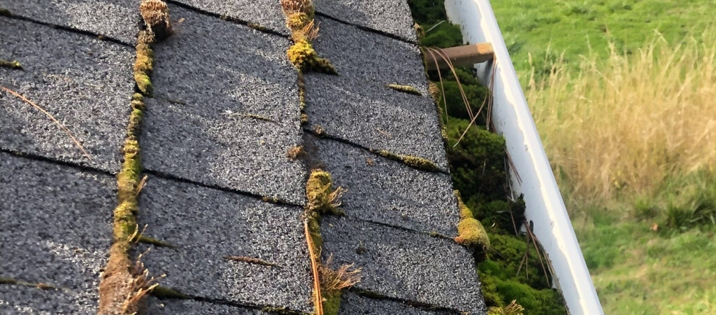 Rain gutters that have not been cleaned and are overgrown with moss