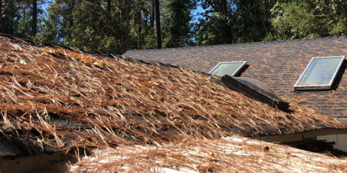 A roof in southern Oregon that needs cleaned to remove many pine needles