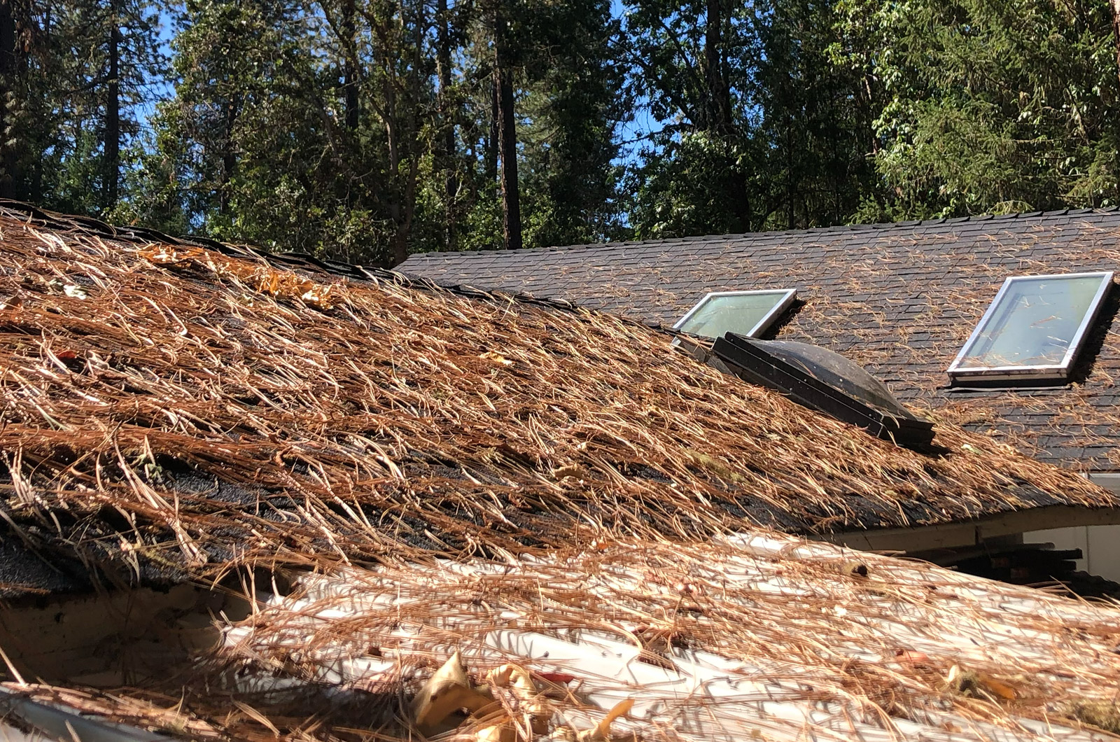 A roof in southern Oregon that needs cleaned to remove many pine needles