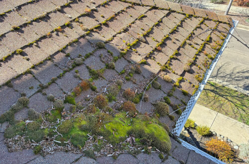 Roof moss in a valley of an Ashland Oregon townhouse
