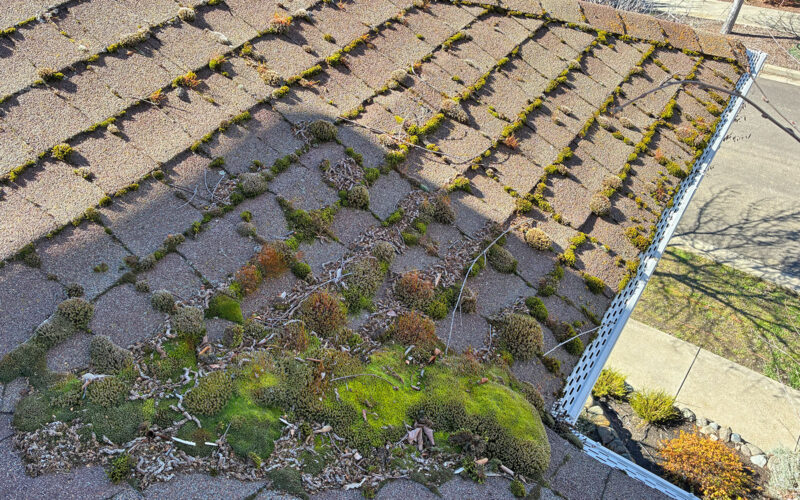 Roof moss in a valley of an Ashland Oregon townhouse