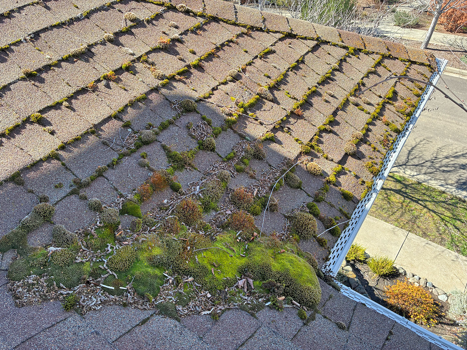 Roof moss in a valley of an Ashland Oregon townhouse