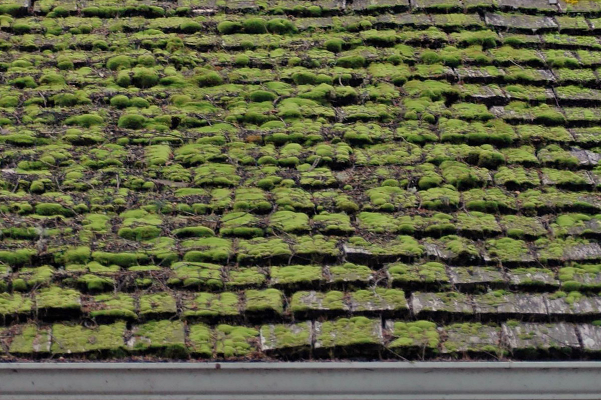 This moss growing on a cedar shake roof in Southern Oregon