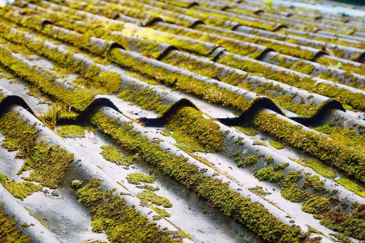Moss growing on a metal roof in Southern Oregon