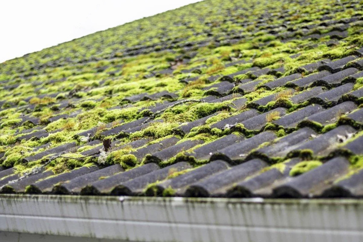 A tile roof with moss growing all over it
